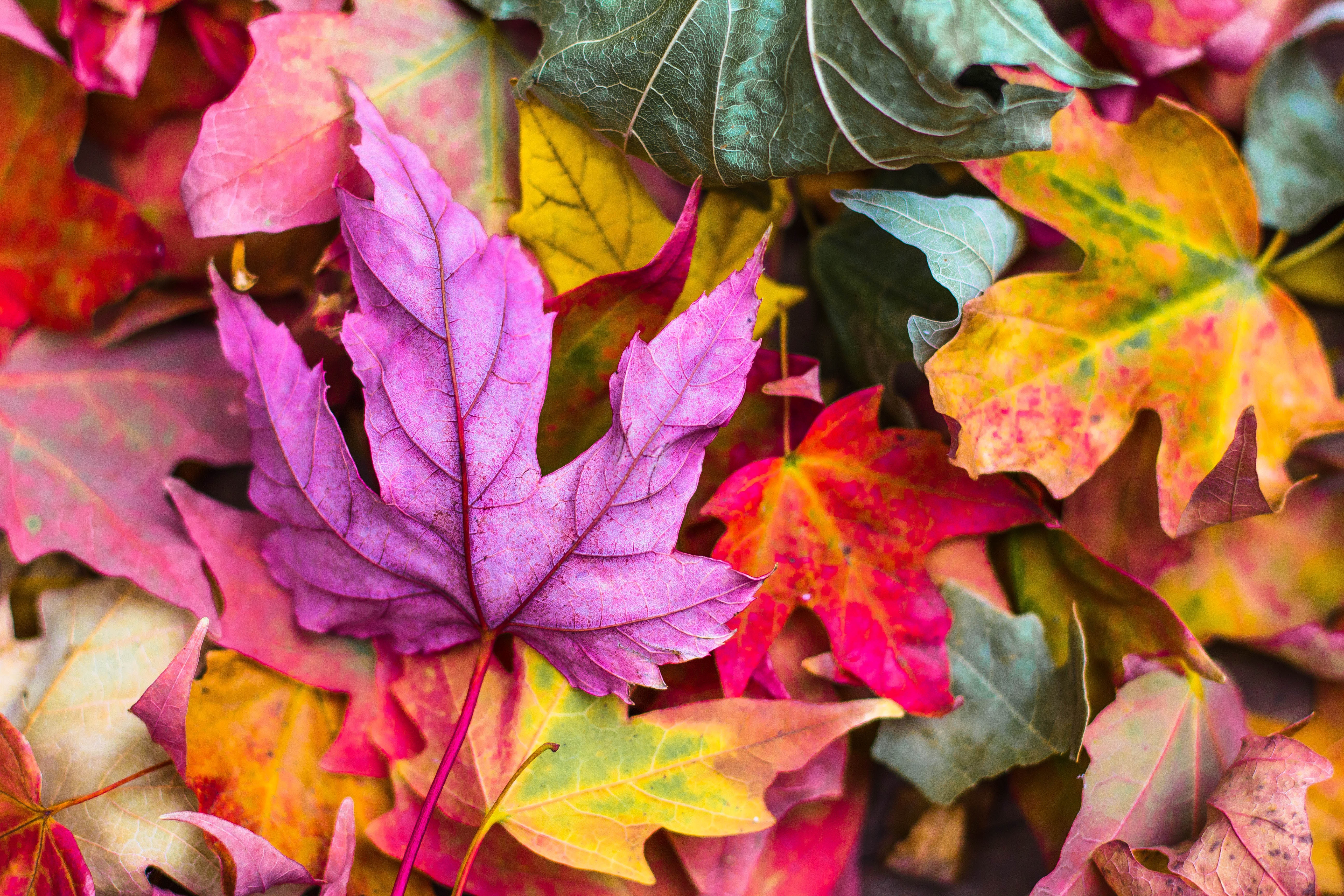 Fall Leaves Jeremy-Thomas-O6N9RV2rzX8-unsplash (1).jpg